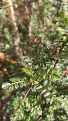Erythrophysa alata