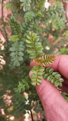 Erythrophysa alata
