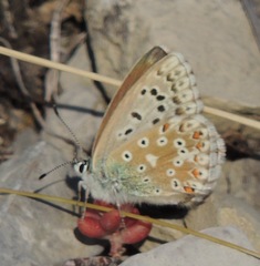 Polyommatus albicans