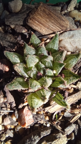 Robertson Haworthia (Haworthia pubescens)