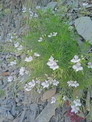 Veronica filifolia