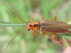 Lycocerus vitellinus