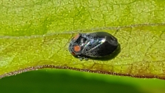Penthimia nigra