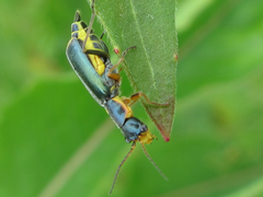 Cordylepherus sibiricus