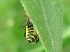 Cordylepherus sibiricus