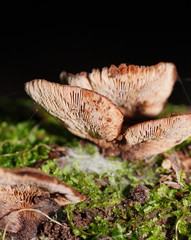 Lentinellus castoreus