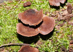 Lentinellus castoreus