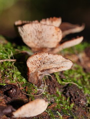 Lentinellus castoreus