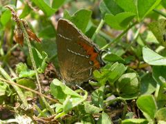 Satyrium prunoides