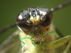 Tenthredo mioceras