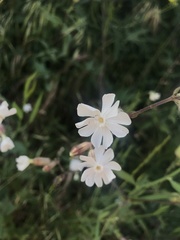 Silene latifolia