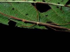 Marmessoidea