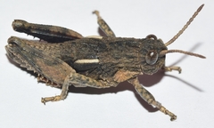 Eumigus