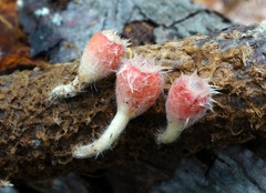 Microstoma floccosum image