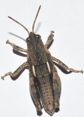 Eumigus