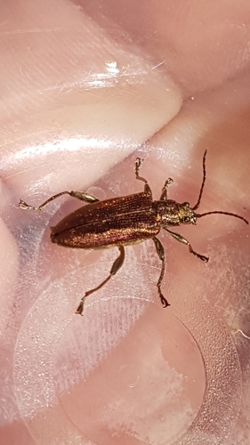 Depressed Aquatic Leaf Beetle, 6708 HM Wageningen, Netherlands, photo 8 of 10