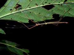 Marmessoidea