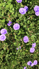 Convolvulus sabatius sabatius