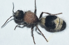 Stenomutilla argentata