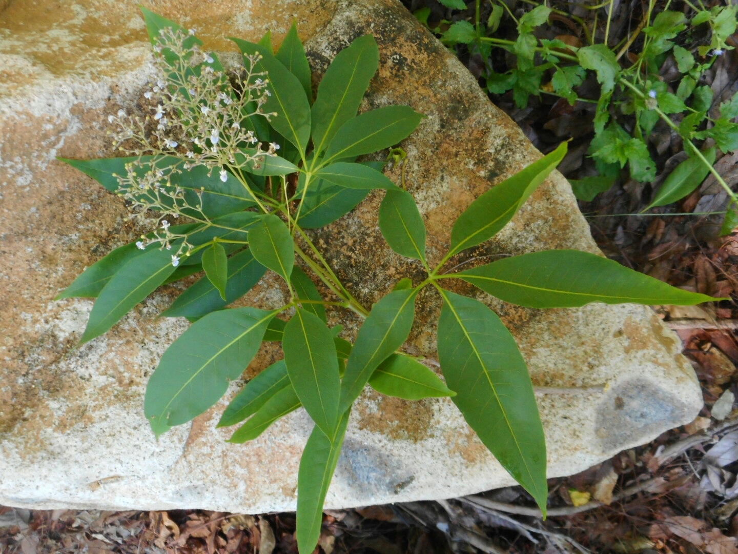 Vitex negundo — ảnh 3