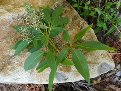 Vitex negundo