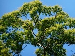 Pentaspadon