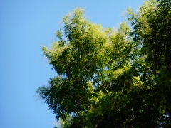 Pentaspadon