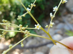 Pentaspadon