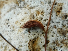 Pentaspadon