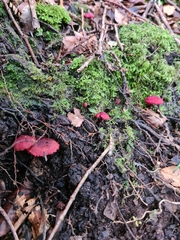 Cortinarius vinicolor