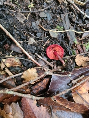 Cortinarius vinicolor