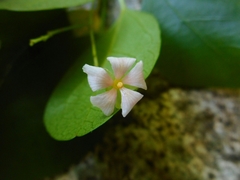 Trigonostemon fragilis