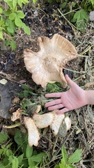 Fungi