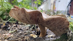 Fungi