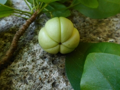 Trigonostemon fragilis