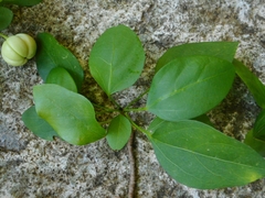 Trigonostemon fragilis