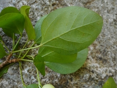 Trigonostemon fragilis