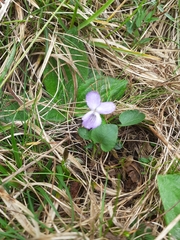 Viola rupestris