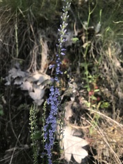 Anarrhinum bellidifolium