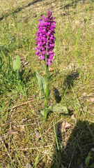 Dactylorhiza majalis