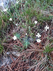 Arenaria grandiflora
