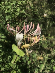 Lonicera etrusca