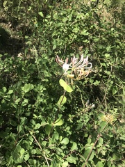 Lonicera etrusca