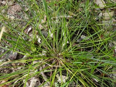 Isolepis prolifera