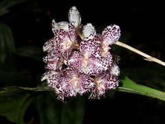 Bulbophyllum kubahense