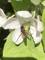Chalcosyrphus valgus