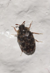 Trogoderma glabrum