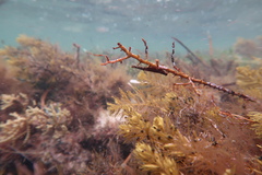 Parvicrepis parvipinnis