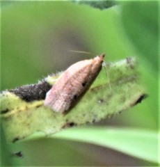 Clepsis consimilana