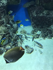 Chaetodon
